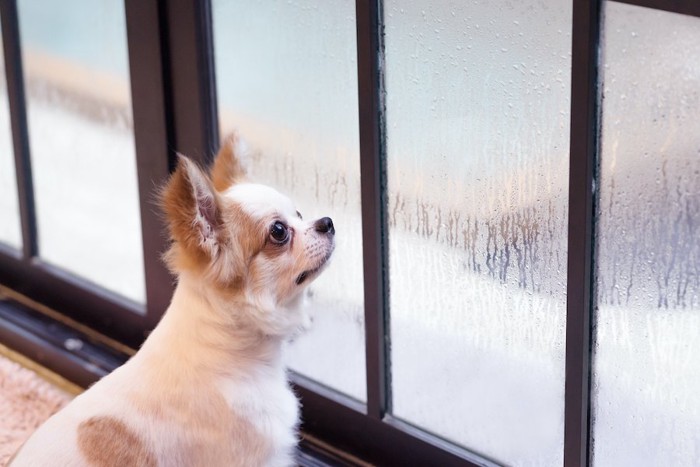 濡れた窓を眺める犬
