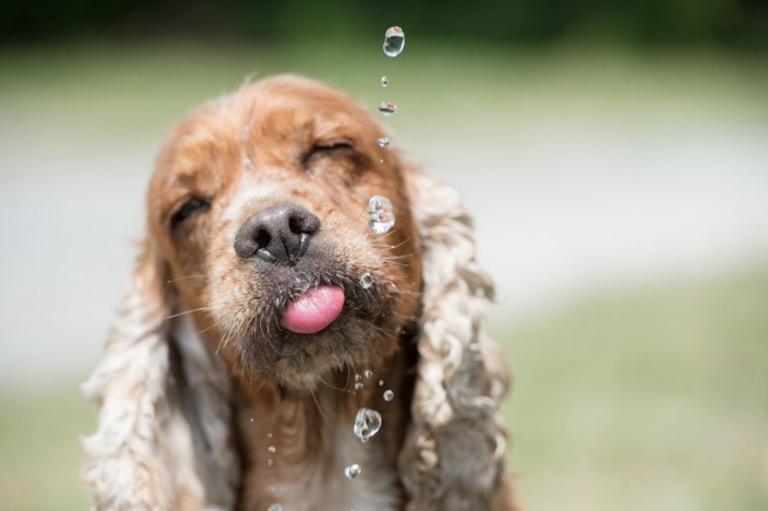 水分補給している犬