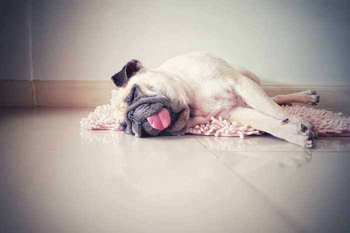 床の上で舌をだして暑そうに眠る犬