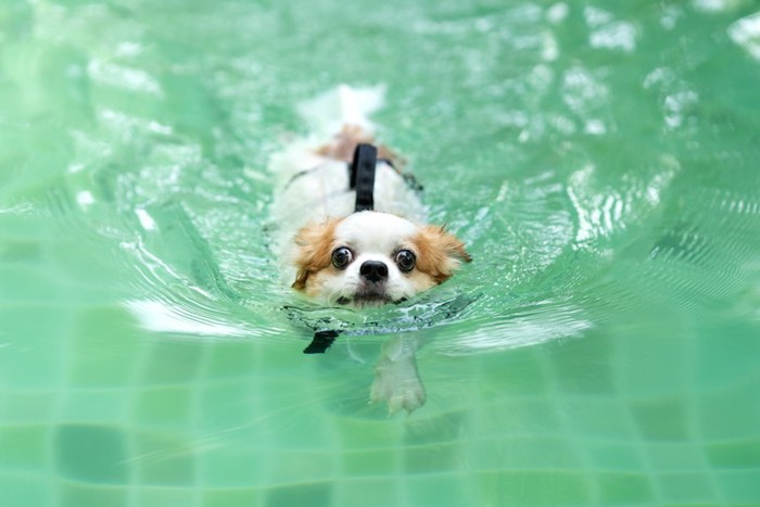 プールで泳いでいる犬