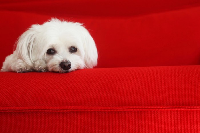 赤いソファーに乗る犬