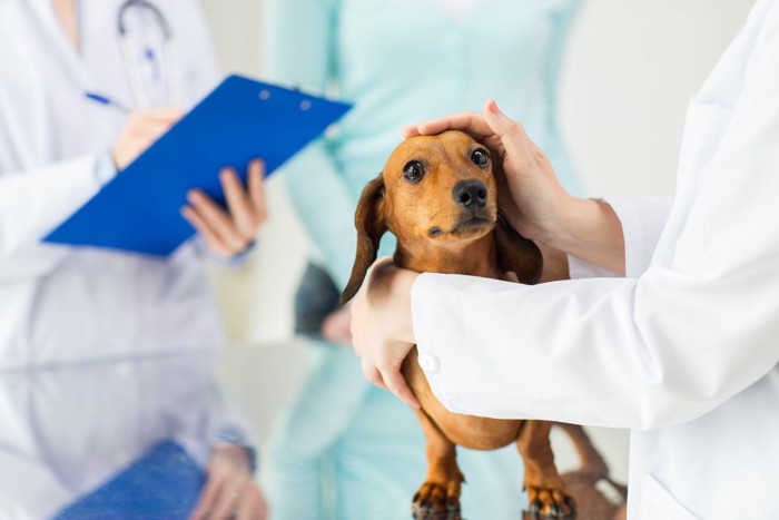 close up of vet with dachshund dog at clinic