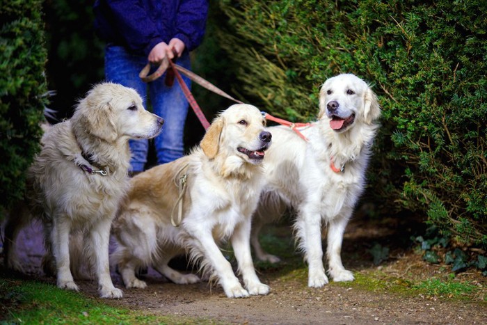 散歩する3匹の犬たち