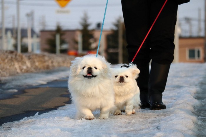 雪の上を散歩する2匹のペキニーズ
