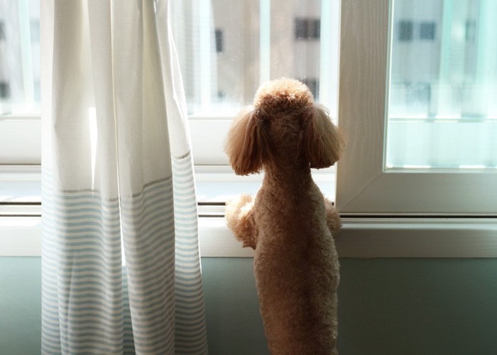 窓の外を見る犬の後ろ姿
