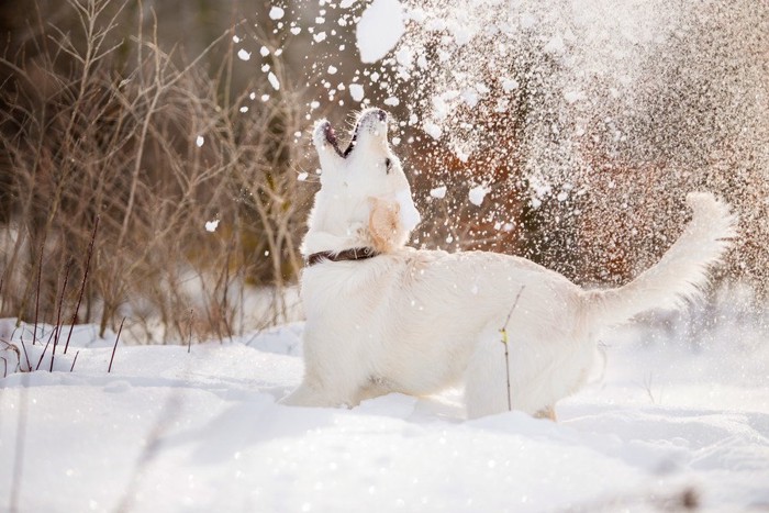 雪遊びしている犬