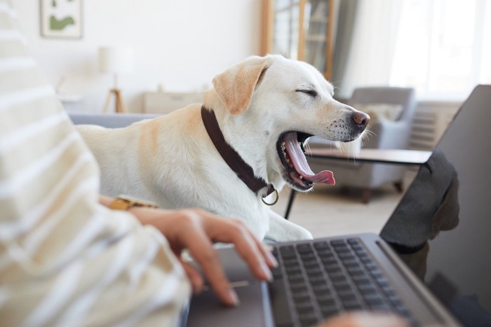 パソコンの横であくびをする犬