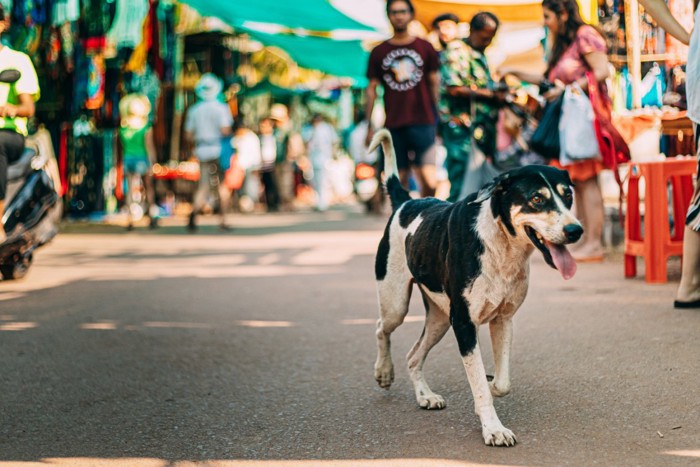 インドの市場を歩き回る犬
