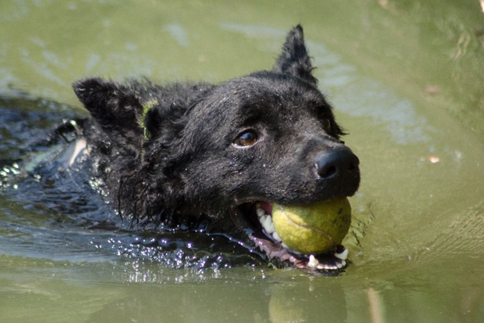 ボールを咥えて泳ぐ犬