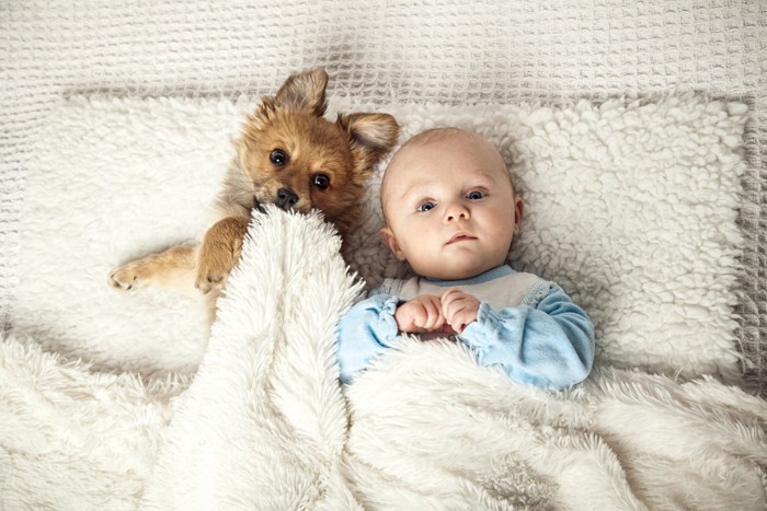 同じベッドで寝る犬と赤ちゃん