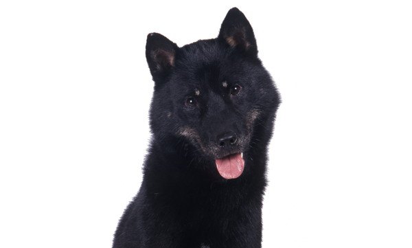 黒い北海道犬
