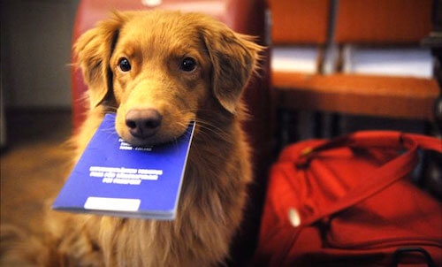 パスポートを咥える犬