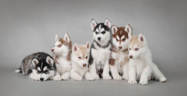 シベリアンハスキーの子犬6匹