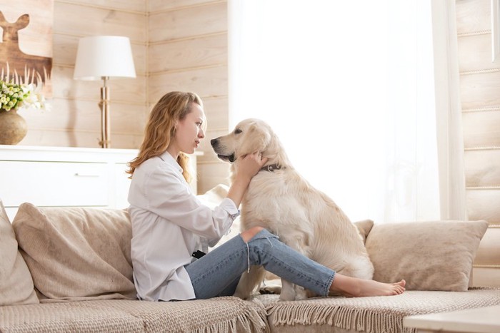 ソファーで女性の飼い主さんと見つめ合う犬