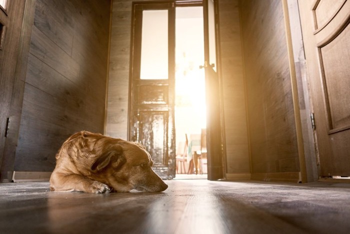 暗い廊下で寝そべる寂しそうな大型犬