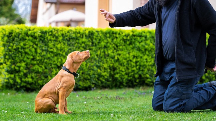 庭でトレーニングする犬と男性