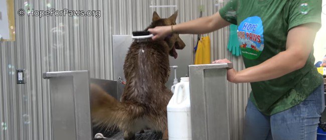犬を洗う