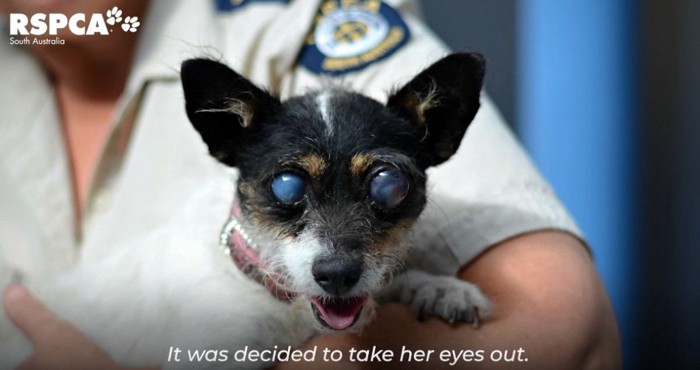 目が青く腫れ上がった犬