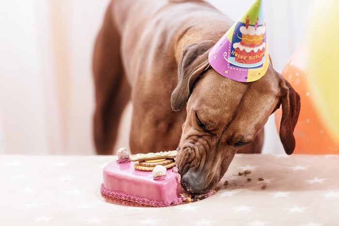 ピンクのケーキを食べる犬