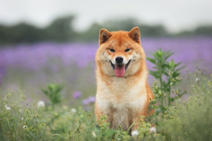 草花に囲まれた中で笑顔で座る柴犬
