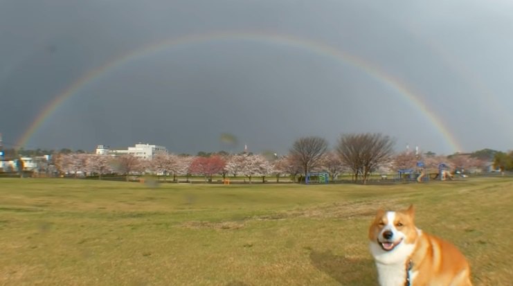 虹と犬