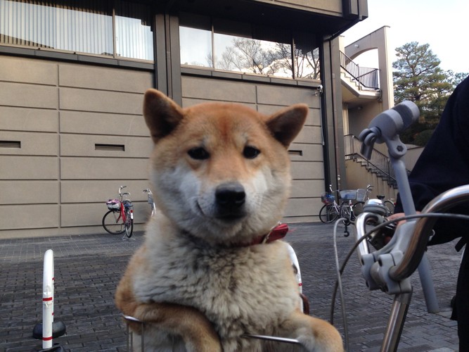自転車かごに柴犬