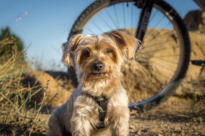 自転車の車輪と犬