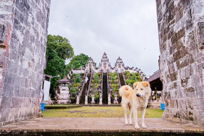 バリ島の寺院の薄茶の犬