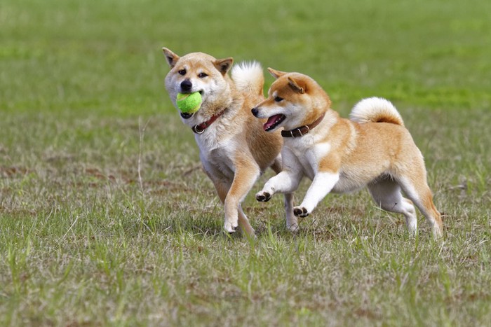 芝生の上で遊ぶ2匹の柴犬