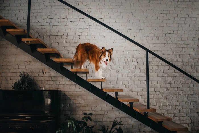 階段を下りる犬