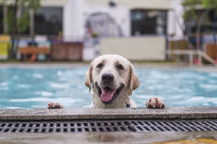プールのふちから顔をだす犬