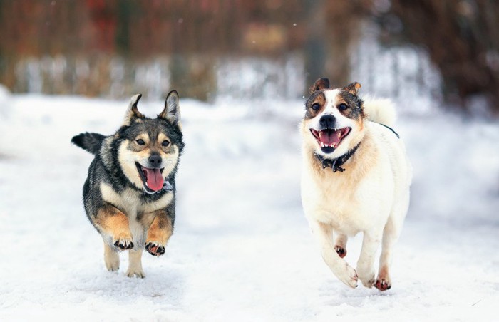 雪で遊ぶ犬と女性