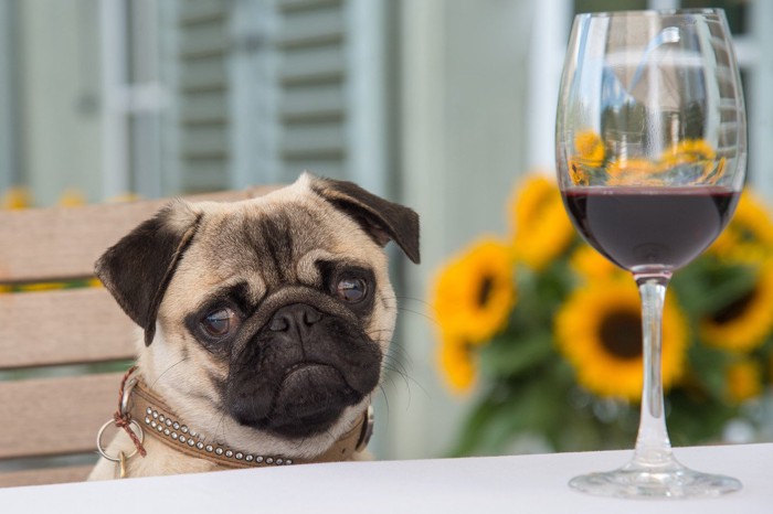 グラスワインと犬