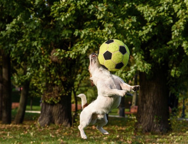 黄色いサッカーボールと犬