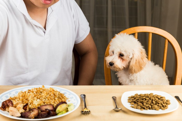 人間の食事を狙う犬