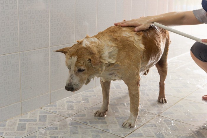 お風呂場で固まる犬