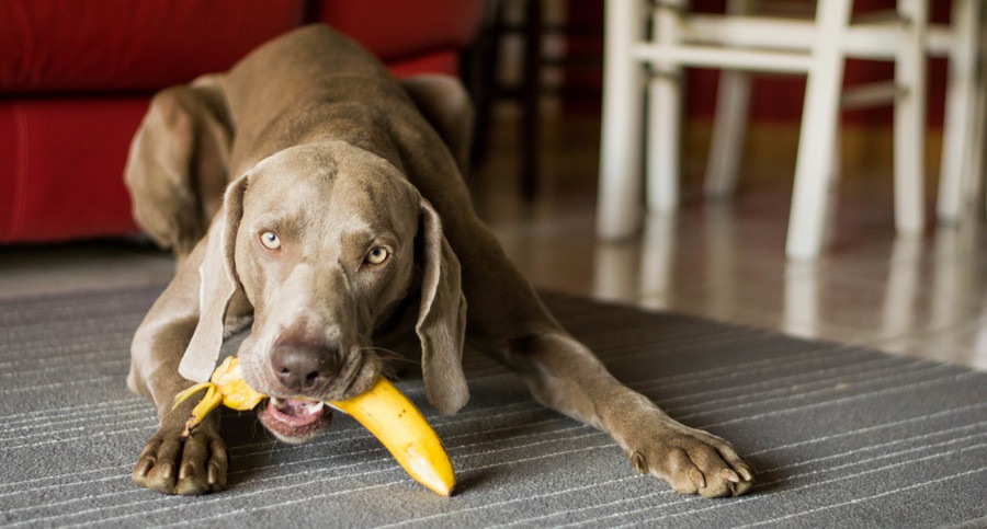 バナナを食べる犬