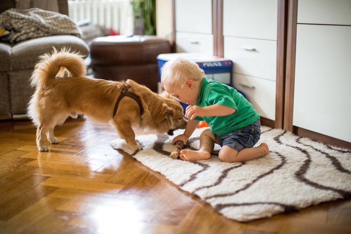 おもちゃを取り合う犬と男の子