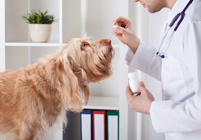 犬と薬を持つ獣医師