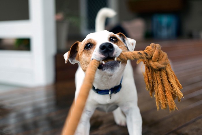 ロープで遊ぶ犬