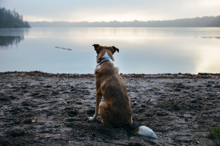 川辺で悲しげな犬の後ろ姿