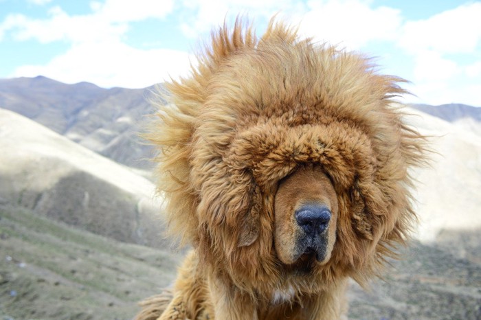 チベタンマスティフ ライオンのタテガミのような顔周りのアップ