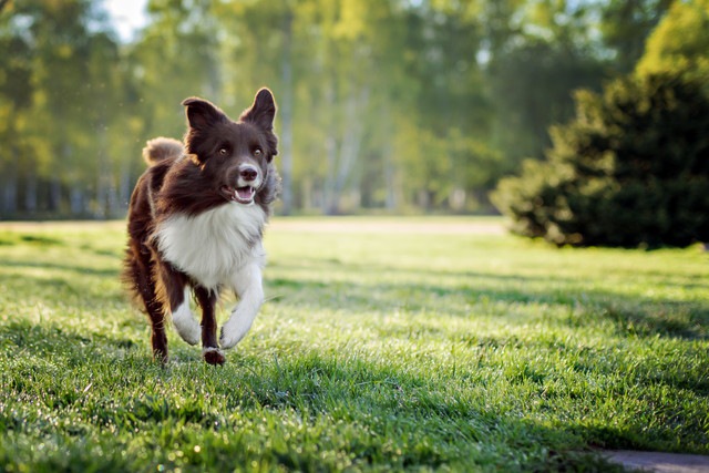 芝生の上を走る犬