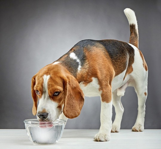 お皿の水と犬