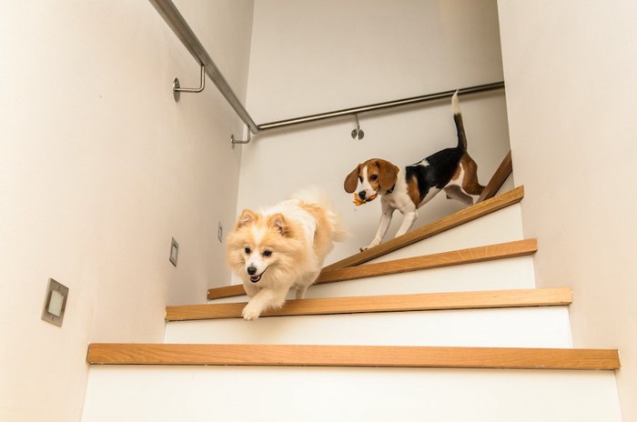 家の階段を勢いよく駆け下りる2匹の犬