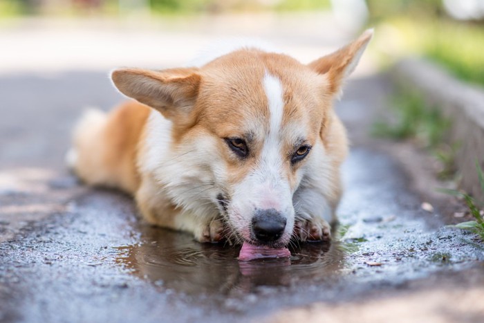 水たまりの水を飲んでいる犬
