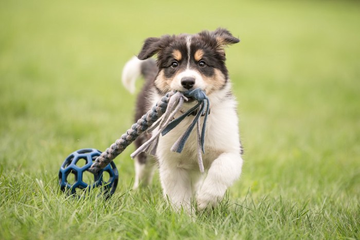 芝生の上でオモチャで遊ぶ子犬