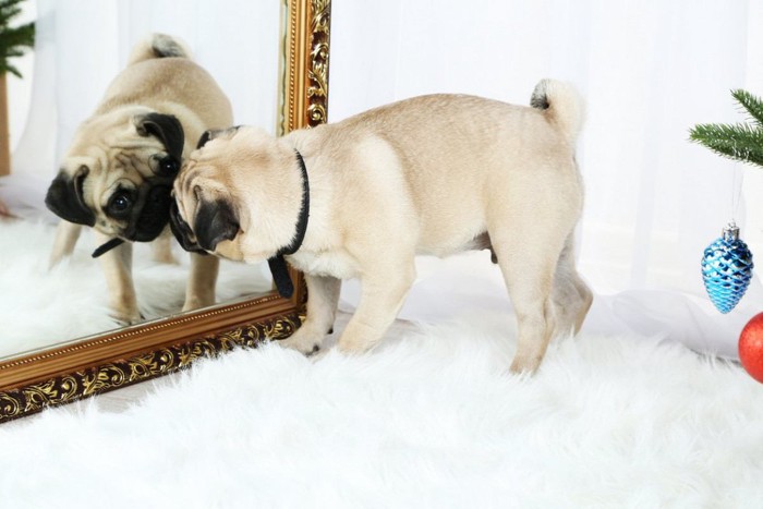 鏡に映る自分に興味を持つパグ