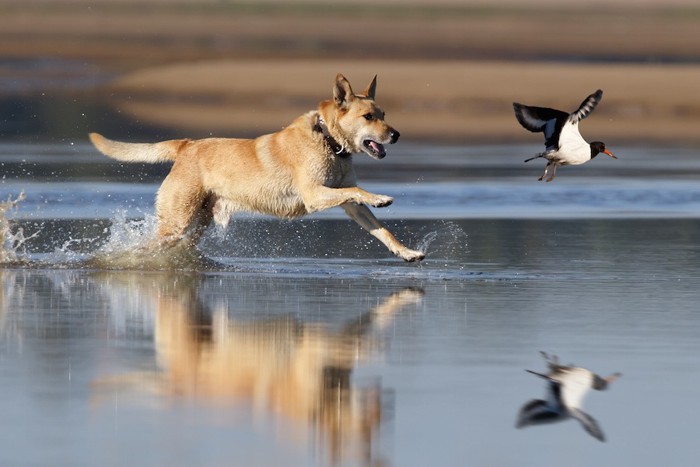 鳥を追いかける犬