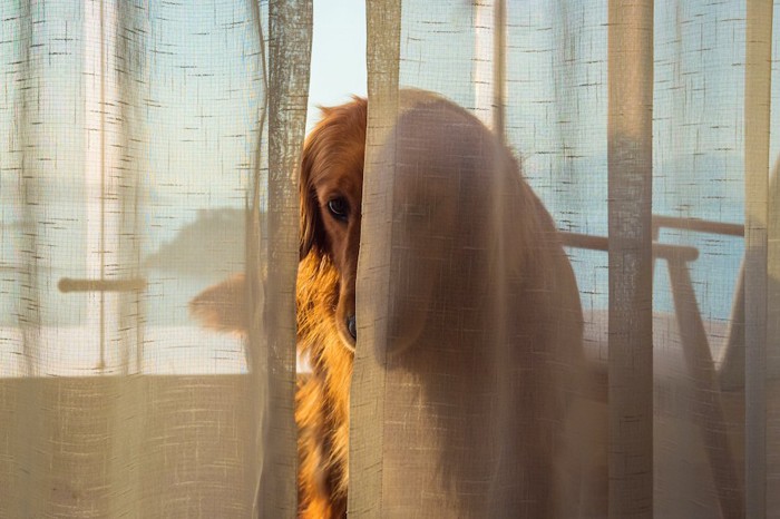 カーテンの陰に隠れて顔を覗かせる犬